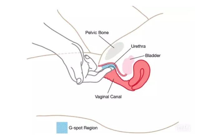 怎么撩她G點，安全又健康(圖1)